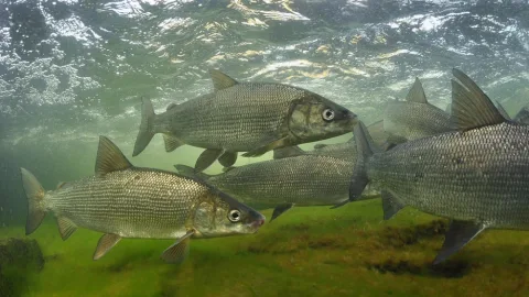 Чир, или щекур (лат. Coregonus nasus)