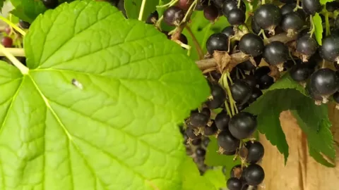 Что делать со смородиной после сбора урожая