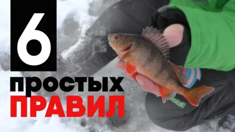 Как ловить зимой окуня? Чёткая схема действий.