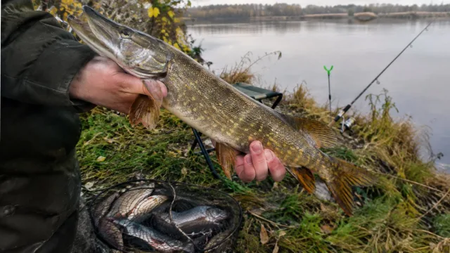 «У рыбы начинается жор»: опытный рыболов назвал даты октября и простые правила, чтобы набить садок щукой и судаком