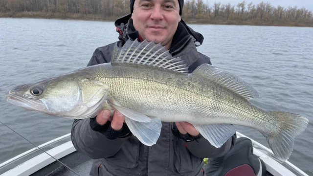 Осенний жор клыкастого:  где искать судака, лучшие приманки и тактика джига
