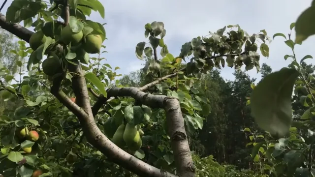 Как снизить высоту плодовых деревьев