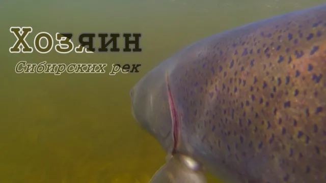 Самая опасная рыба Сибирских рек