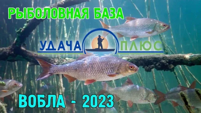 Рыбалка в Астрахани. Вобла-2023.