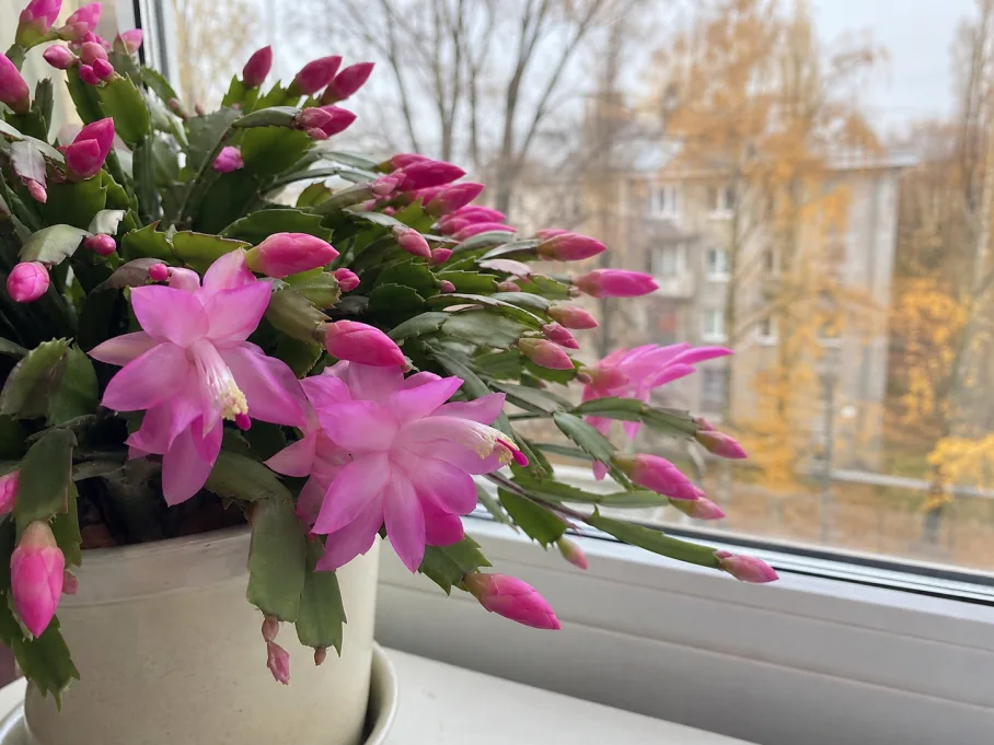 Полейте этим декабрист в ноябре — и бутонов будет больше, чем листьев: трюк для пышного цветения