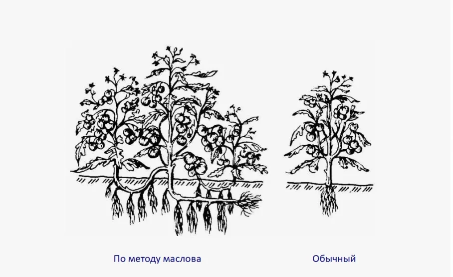 Посадка томатов по методу Маслова!