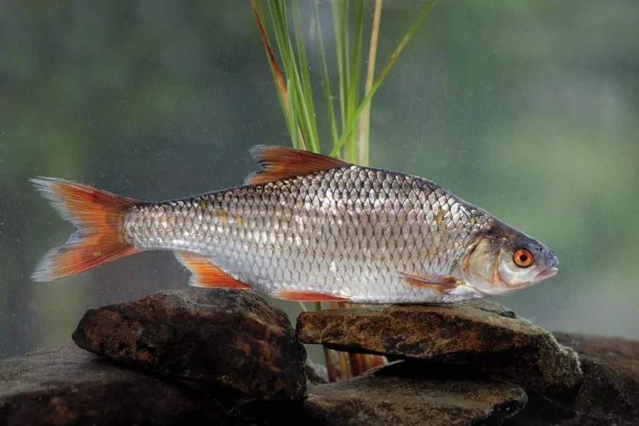 Плотва обыкновенная (лат. Rutilus rutilus)
