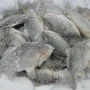 карась.png