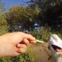 жерех.jpg