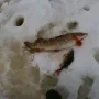 река Каспля.jpg