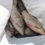 карась чаны.jpg