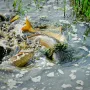 Почему запрещается ставить машину возле водоема.jpg