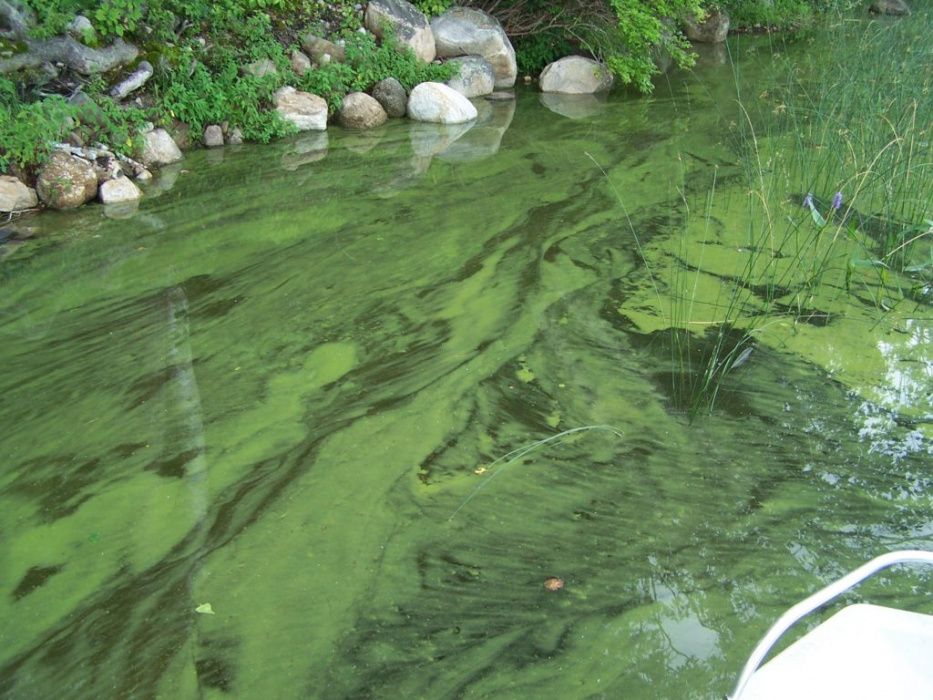 Рыбалка в период когда зацвела вода