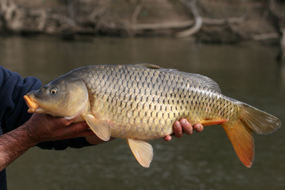 Сазан или обыкновенный карп (лат. Cyprinus carpio)