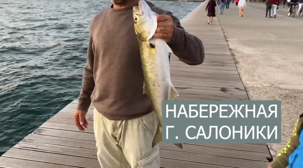 Как и где ловить ЛУФАРЯ ? Как и где ловить ЛУФАРЯ ?