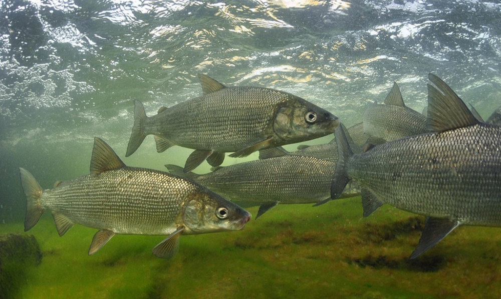 Чир, или щекур (лат. Coregonus nasus)