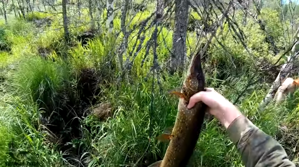 Речка по колено, а бойких щук и окуней много.