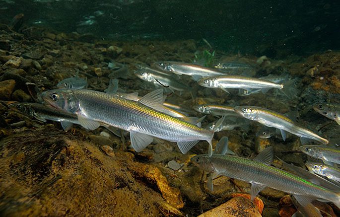 Корюшка, или снеток (лат. Osmerus eperlanus)