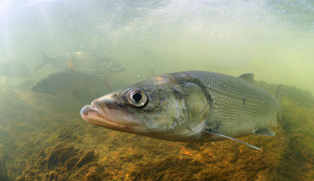 Нельма (Stenodus leucichthys nelma)