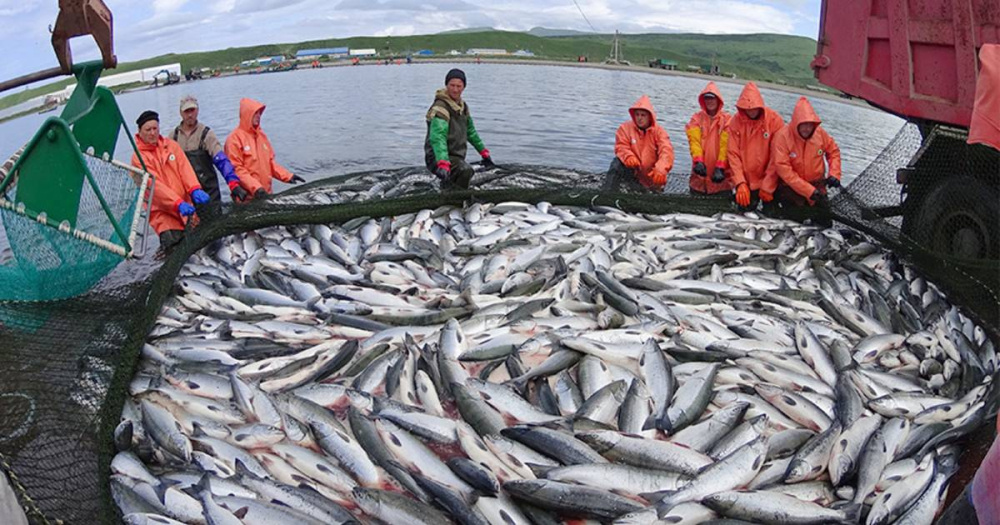 Добыча лосося в России в этом году выросла почти в два раза по сравнению с прошлым