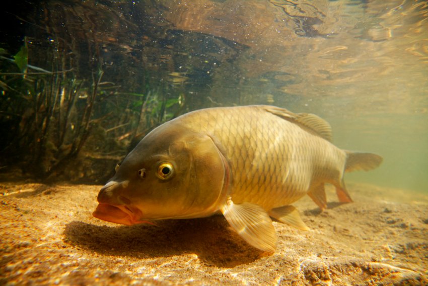 Сазан, или обыкновенный карп (лат. Cyprinus carpio)