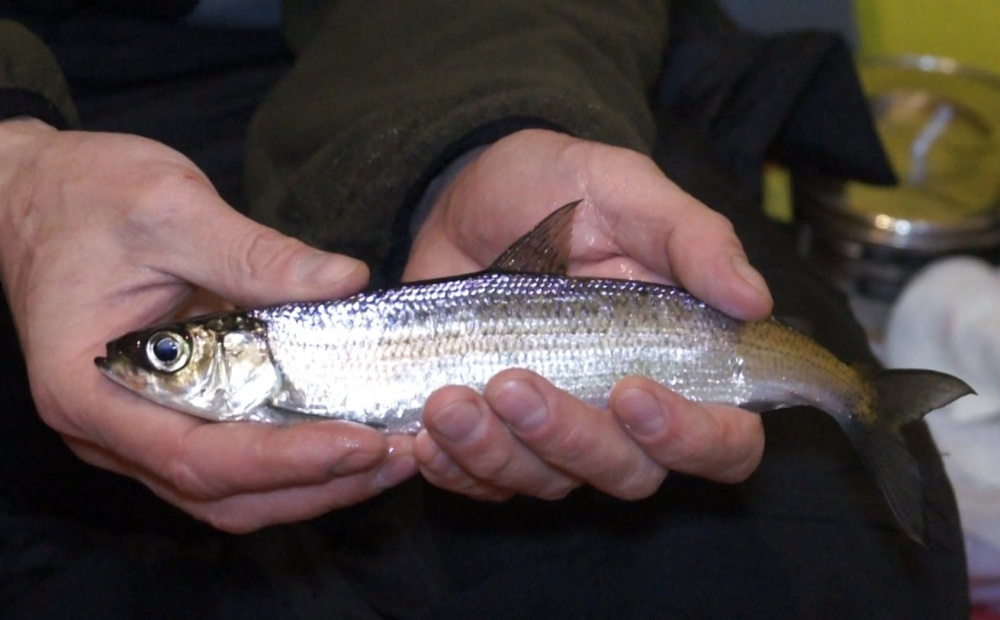 Сибирская ряпушка (лат. Coregonus sardinella)