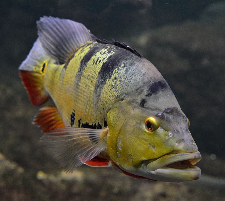 Большеротый окунь, или форелеокунь (лат. Micropterus salmoides)