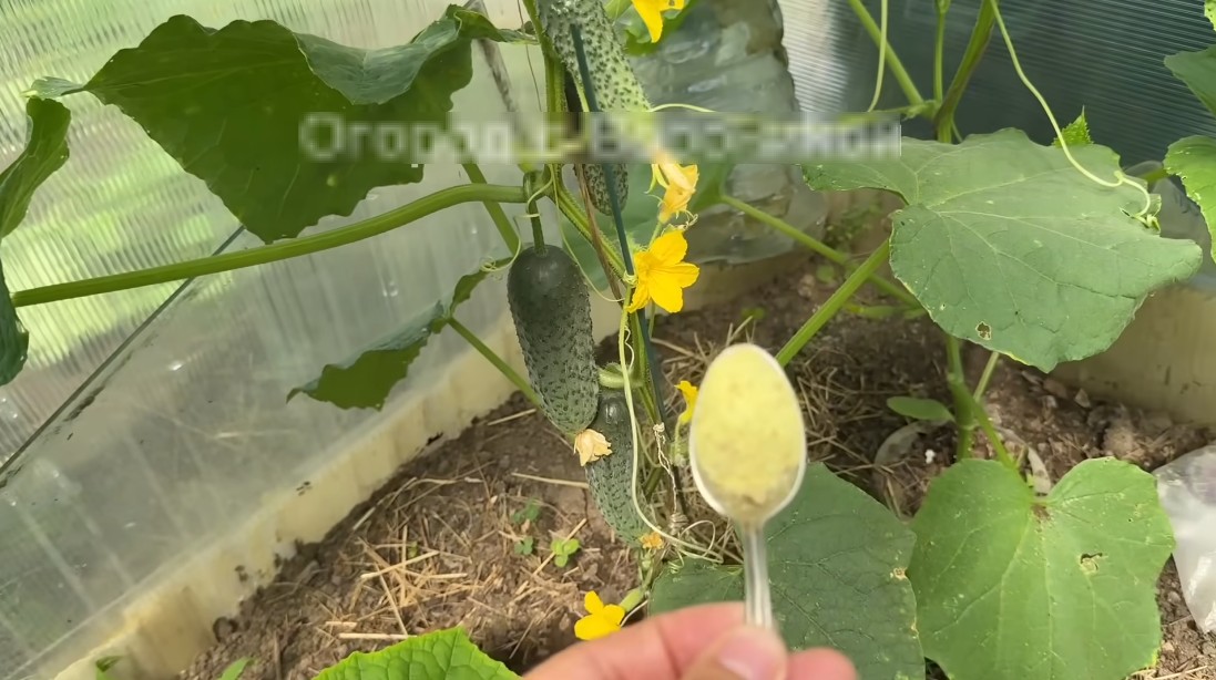 Три натуральные и очень эффективные подкормки для огурцов Три натуральные и очень эффективные подкормки для огурцов