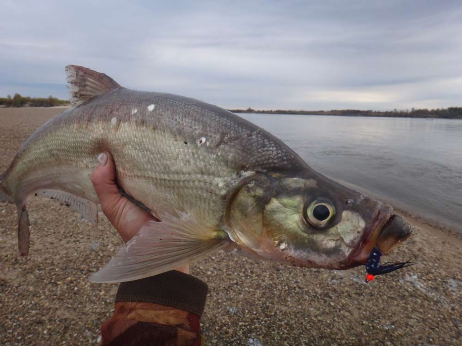 Обыкновенный верхогляд (лат. Chanodichthys erythropterus)