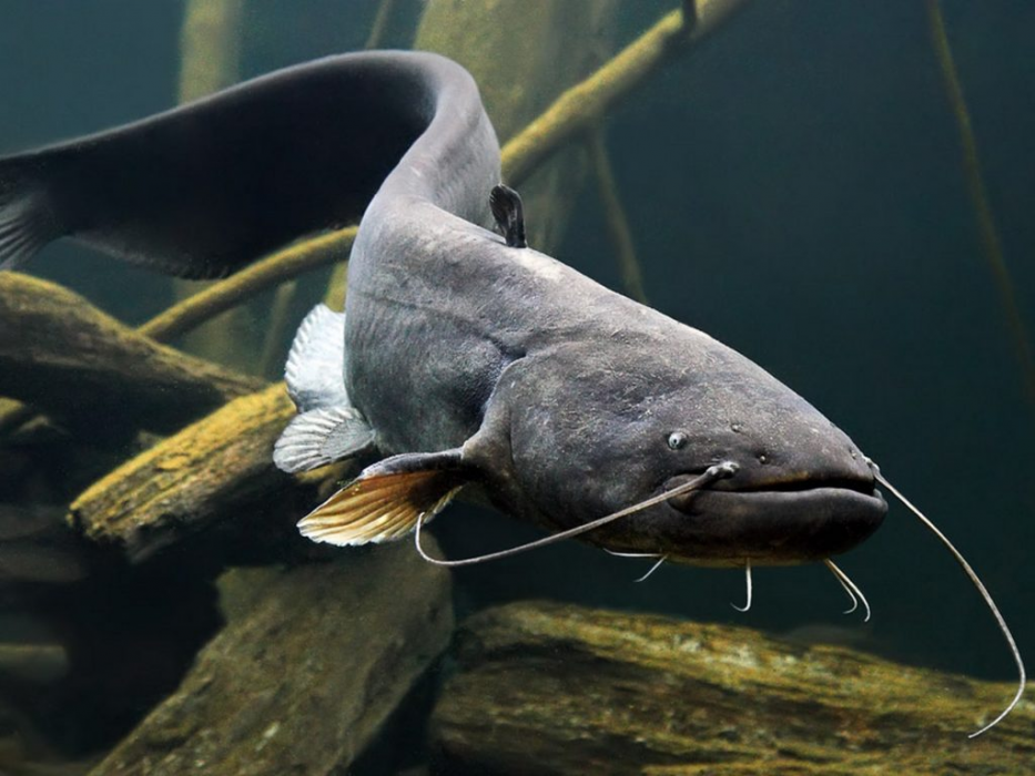 Обыкновенный сом, или европейский сом (лат. Silurus glanis)