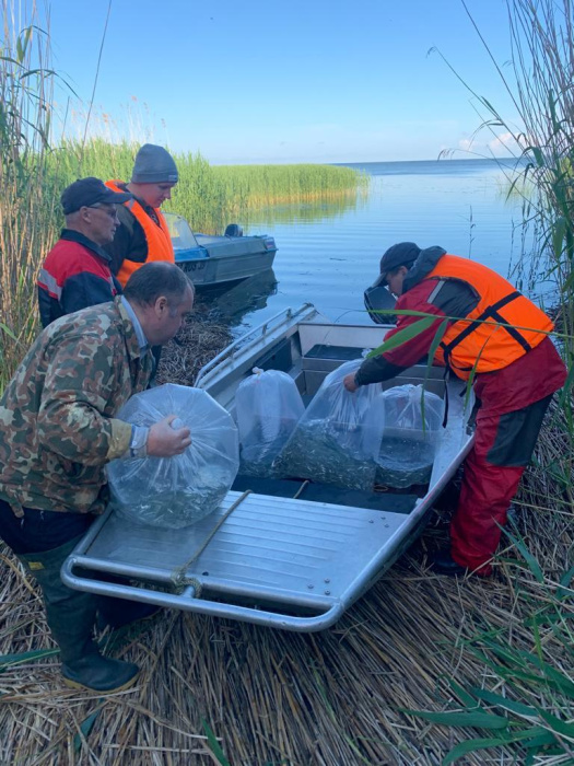 В акваторию Куршского залива Балтийского моря выпущено более 250 тыс. штук молоди сига