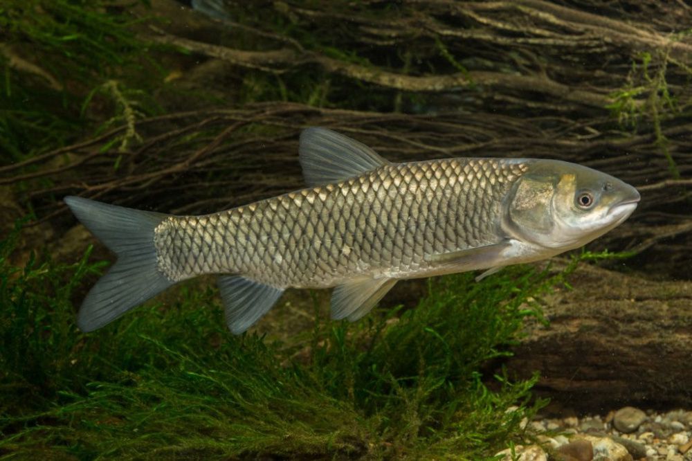 Белый амур (лат. Ctenopharyngodon idella)