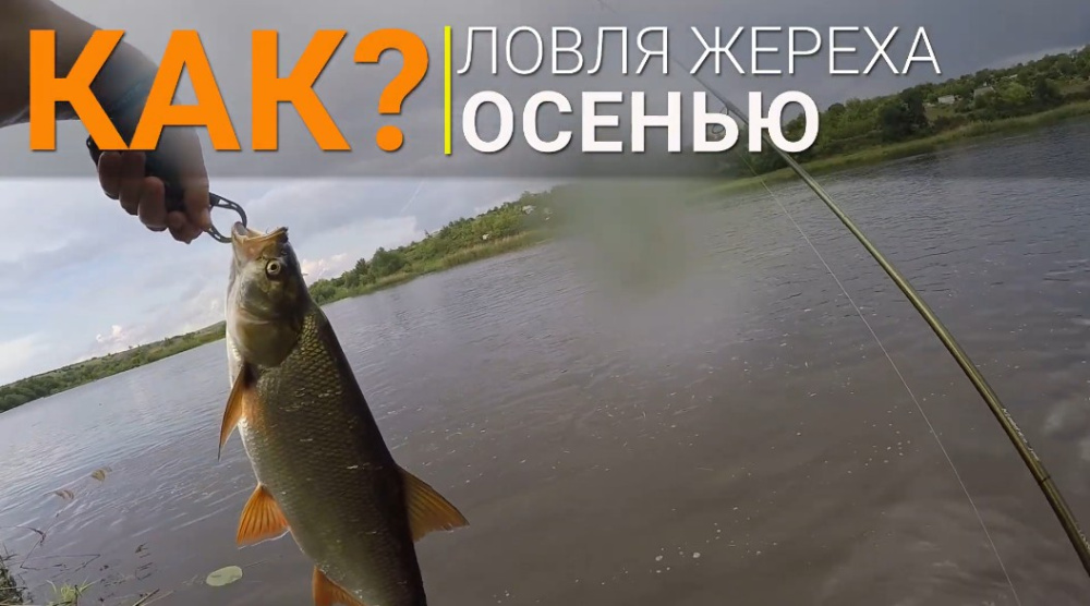 Как поймать жереха - тонкости ловли