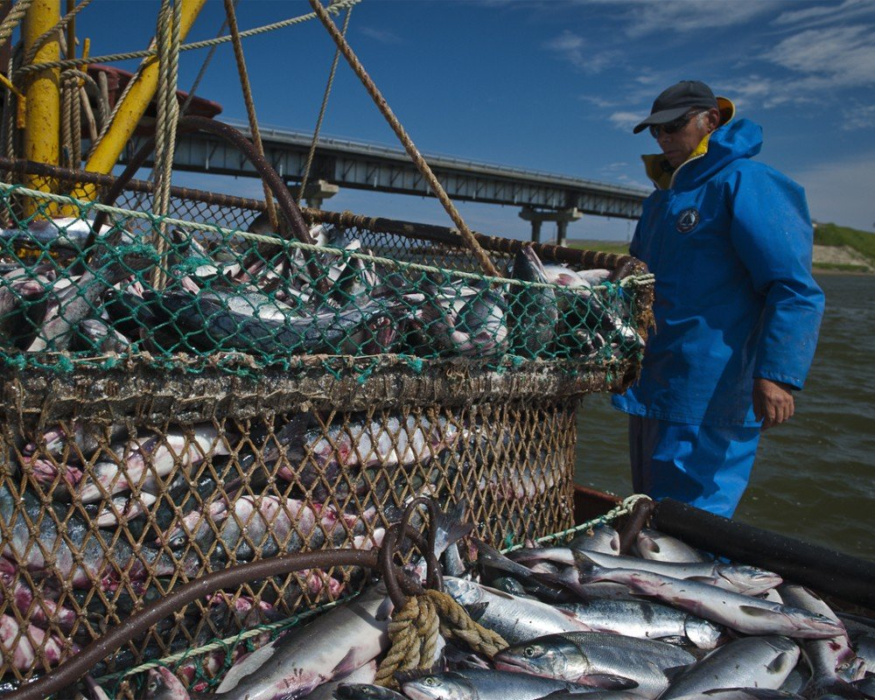 Производство рыбной продукции в стране выросло на %