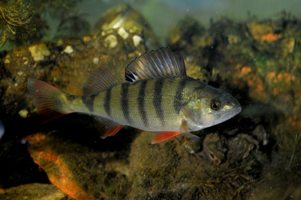 Речной окунь, или обыкнове́нный окунь (лат. Perca fluviatilis)