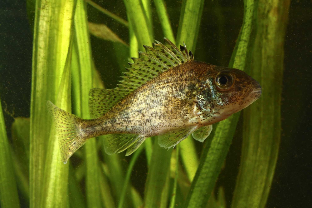 Обыкновенный ёрш (лат. Gymnocephalus cernuus)