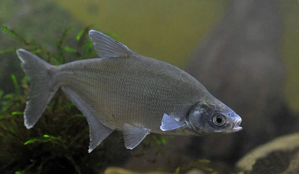Синец (лат. Ballerus ballerus) Синец (лат. Ballerus ballerus)