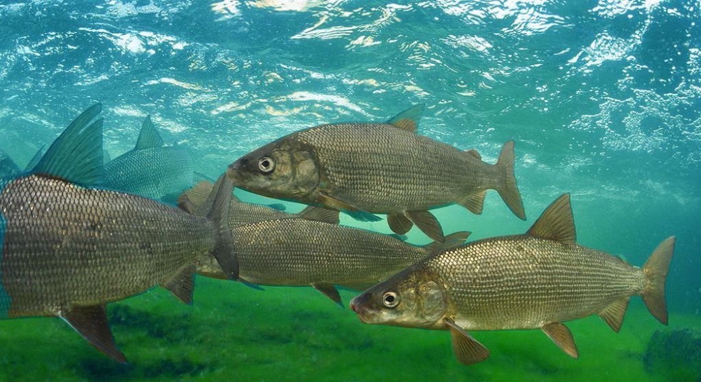 Сиг (лат. Coregonus) Сиг (лат. Coregonus)
