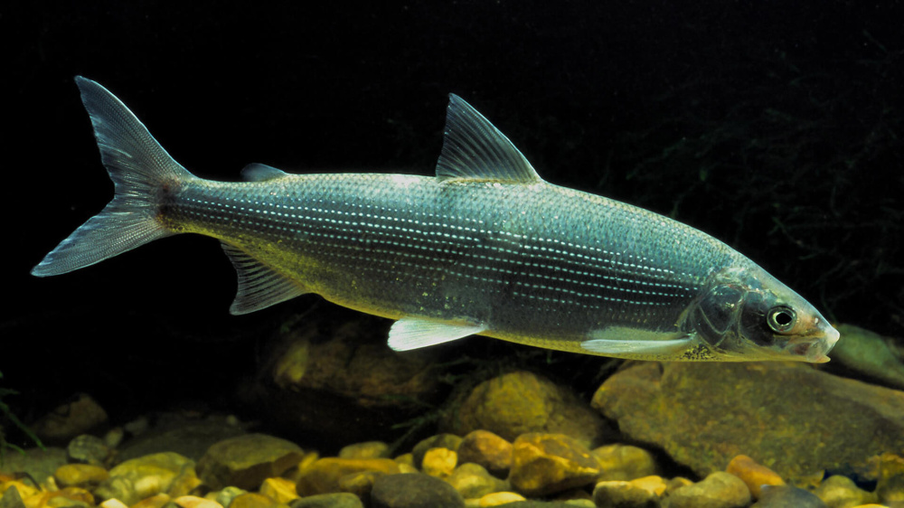 Муксун (лат. Coregonus muksun) Муксун (лат. Coregonus muksun)