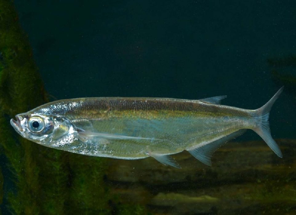 Чехонь (лат. Pelecus cultratus) Чехонь (лат. Pelecus cultratus)