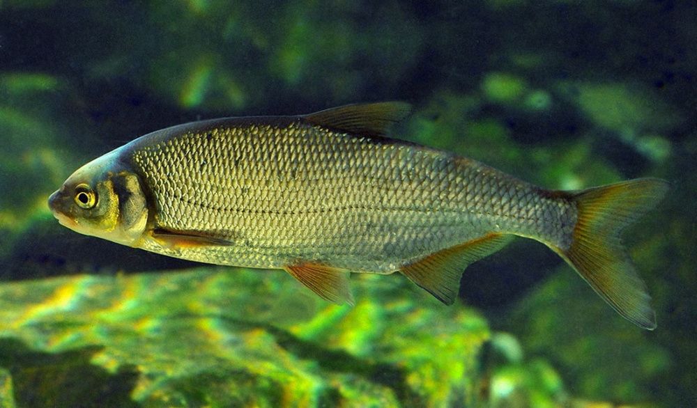 Сырть (Vimbavimba) Сырть (Vimbavimba)