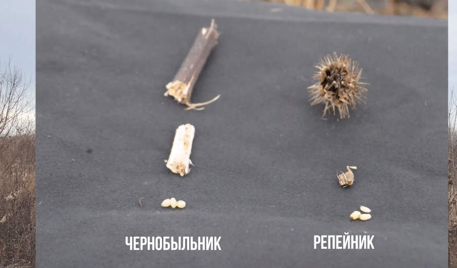 Репейник и чернобыльник - прекрасная насадка для ловли рыбы Репейник и чернобыльник - прекрасная насадка для ловли рыбы