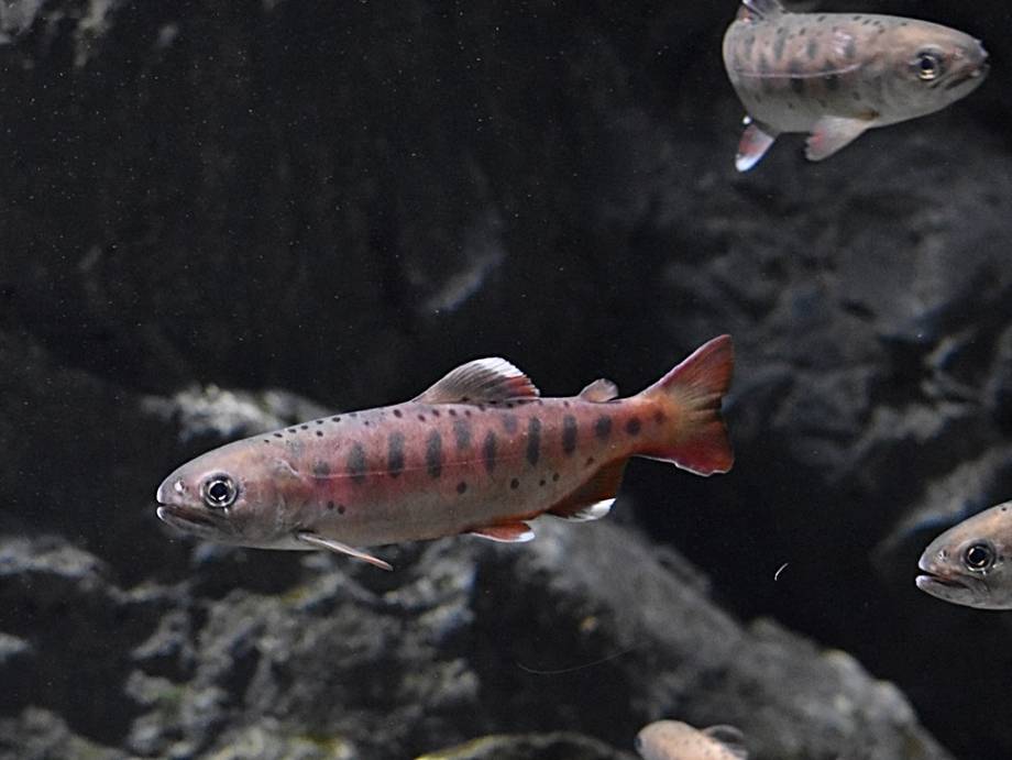 Сима, или масу (лат. Oncorhynchus masou) Сима, или масу (лат. Oncorhynchus masou)