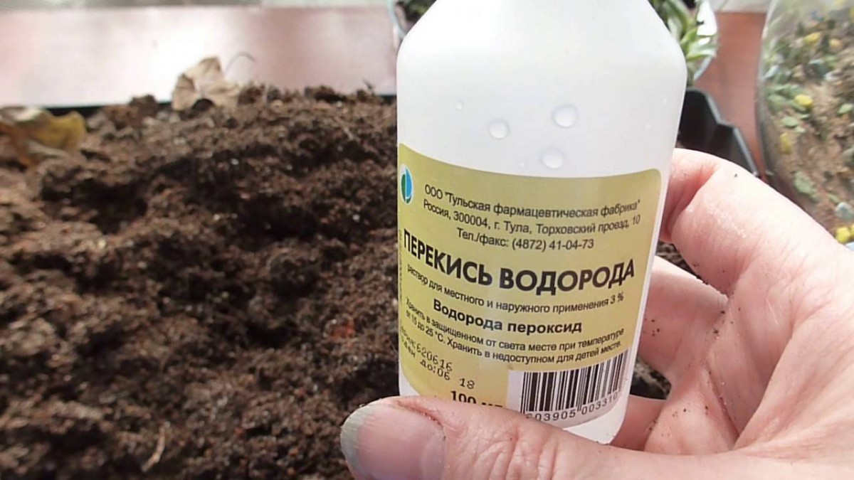 Перекись водорода - средство от многих болезней ваших растений Перекись водорода - средство от многих болезней ваших растений