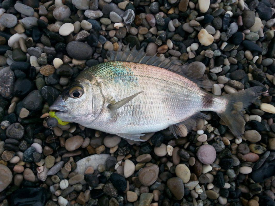 Ласкирь, или морской карась (лат. Diplodus annularis) Ласкирь, или морской карась (лат. Diplodus annularis)