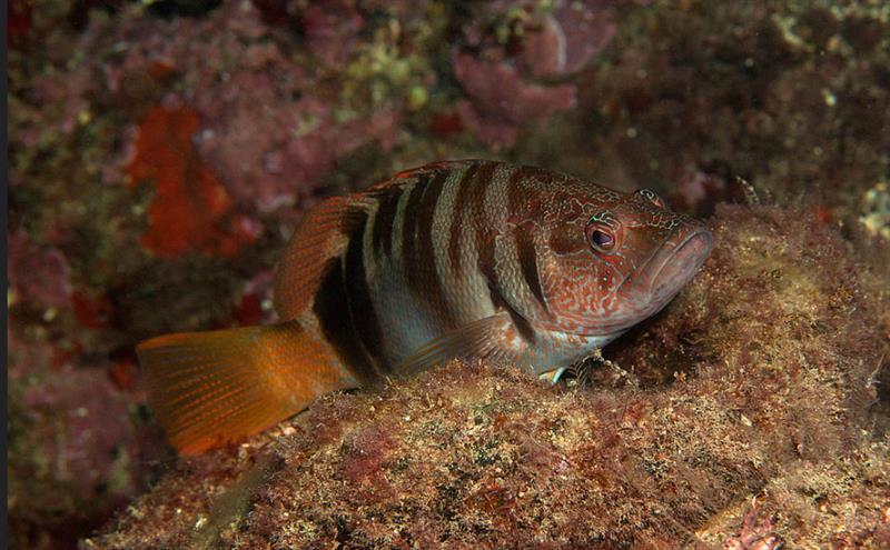 Каменный окунь-зебра (лат. Serranus scriba) Каменный окунь-зебра (лат. Serranus scriba)