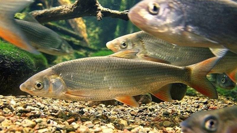 Обыкновенный подуст (лат. Chondrostoma nasus) Обыкновенный подуст (лат. Chondrostoma nasus)