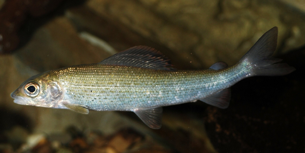 Рипус (лат. Coregonus albula ladogensis) Рипус (лат. Coregonus albula ladogensis)