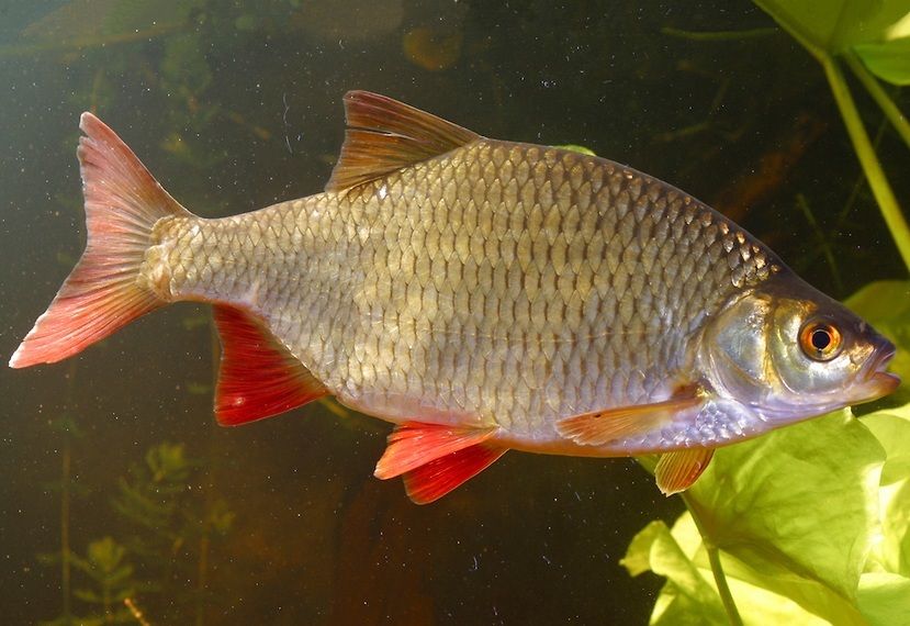 Красноперка (лат. Scardinius erythrophthalmus) Красноперка (лат. Scardinius erythrophthalmus)