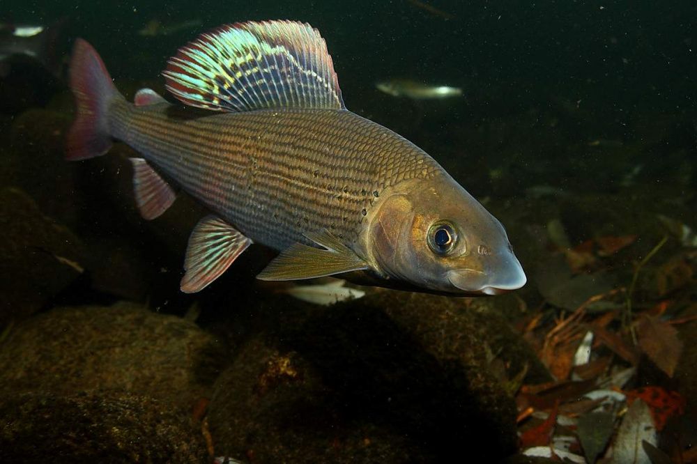Хариусы (лат. Thymallus) Хариусы (лат. Thymallus)
